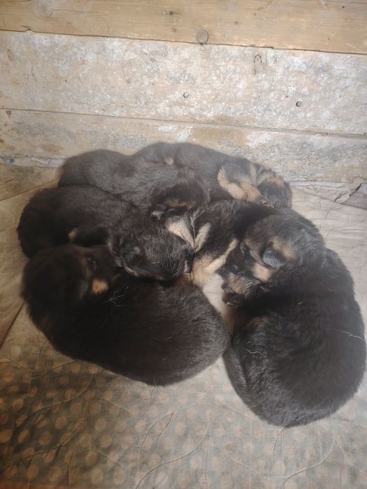 Немецкие овчарки