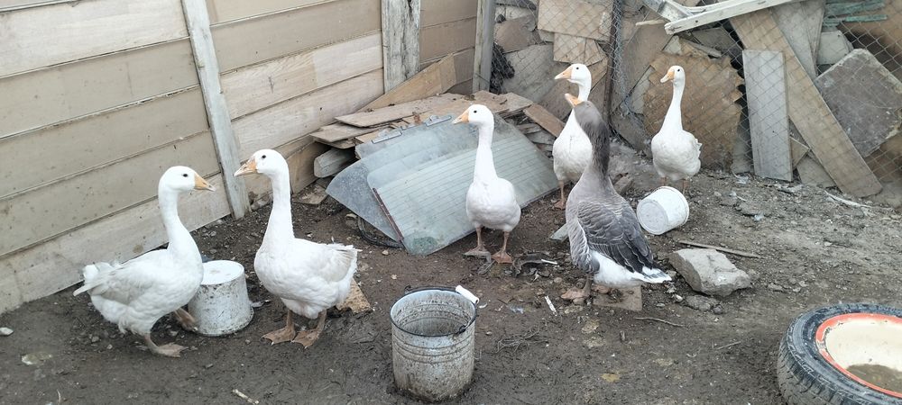 Каздар сатылады актау да