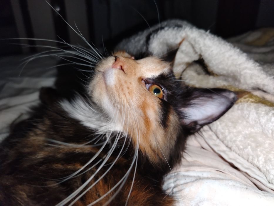 Fetita Maine Coon XXL