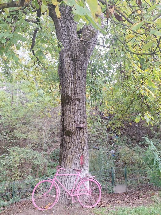 Vând  nuc pentru valorificate