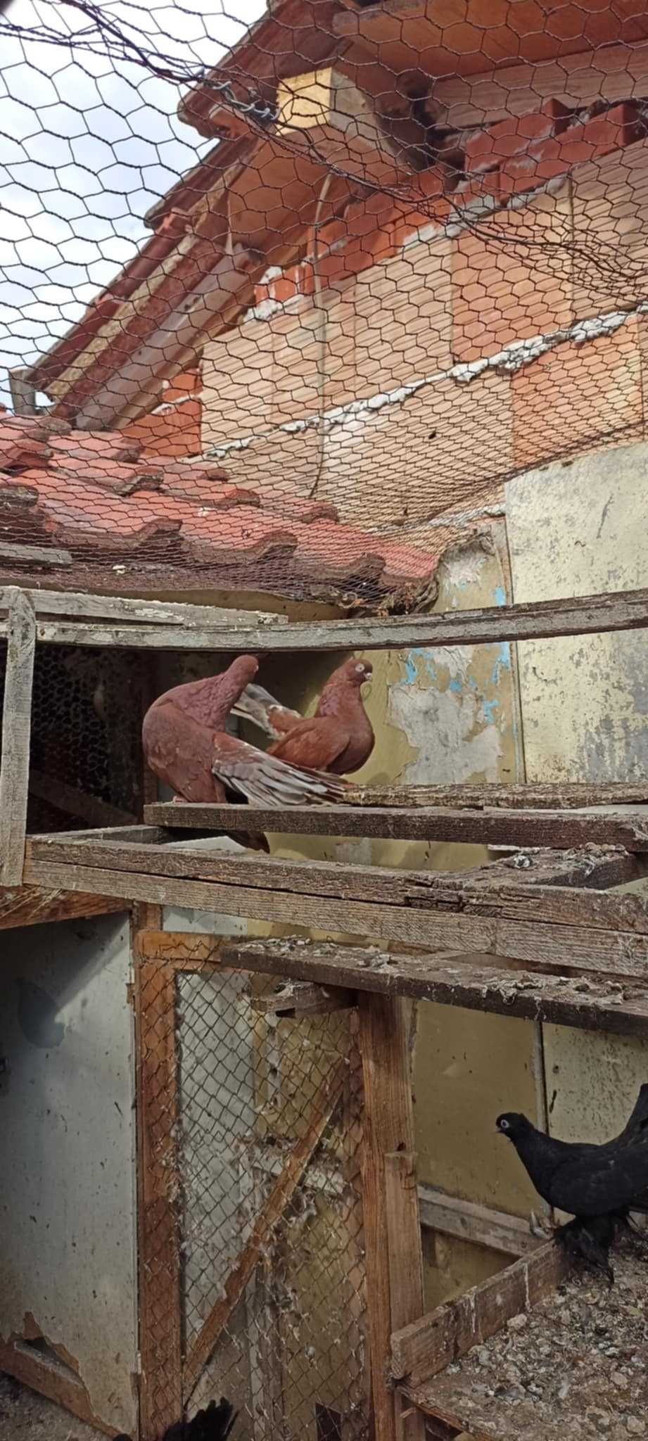 Гълъби за продан