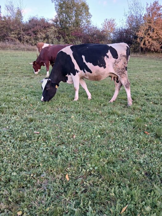 Ofer spre vânzare 2 vaci gestante si doua juninci