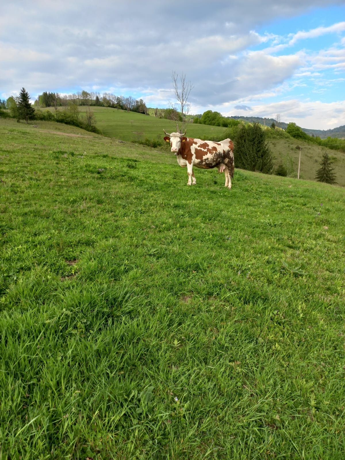 Vând vaca cu vitel