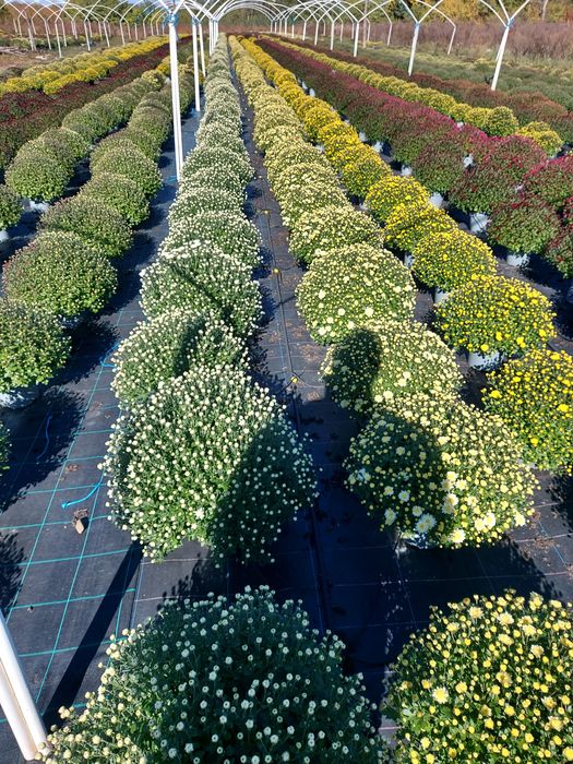 Crizanteme en gros la ghiveci de 19