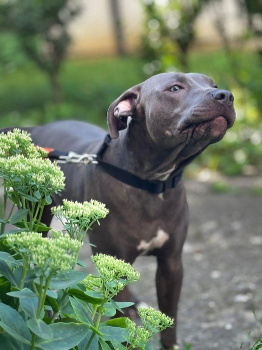 Donez Staffordshire American terrier