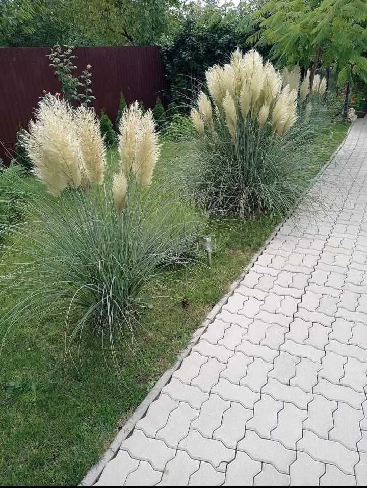 Plante Ornamentale! Pampas, artar japonez, Tuia Smaragd, Buxus