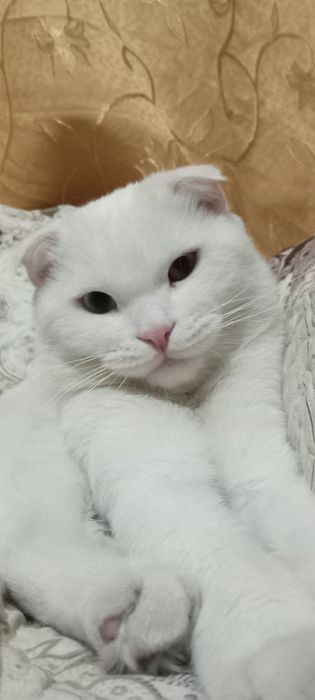 Вязка мушук кўпайтириш учун эркак 2 ёш соғлом