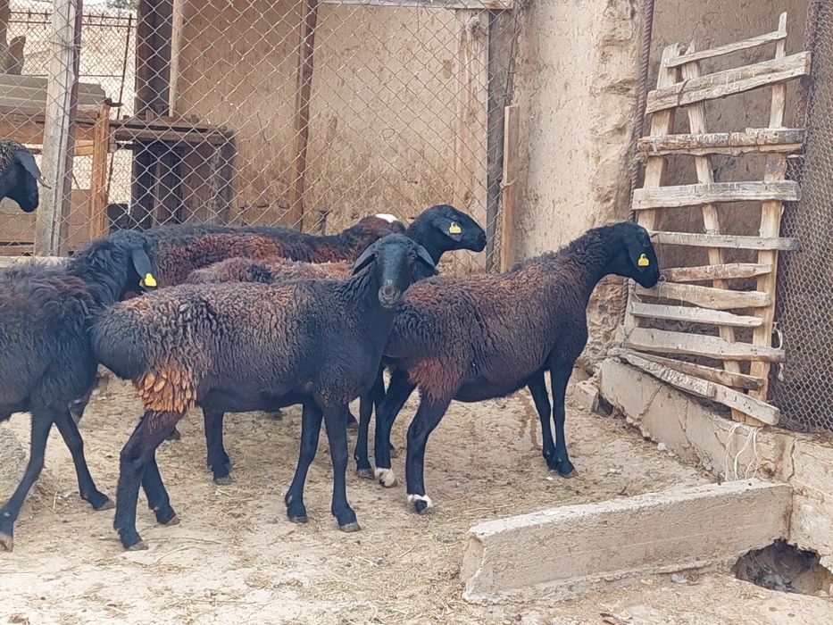 Семіз жем жеп тұрған бойдақ қой сатылады.  Сойып береміз.