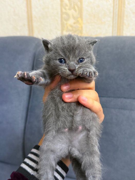 Котята (Шотландские вислоухие)