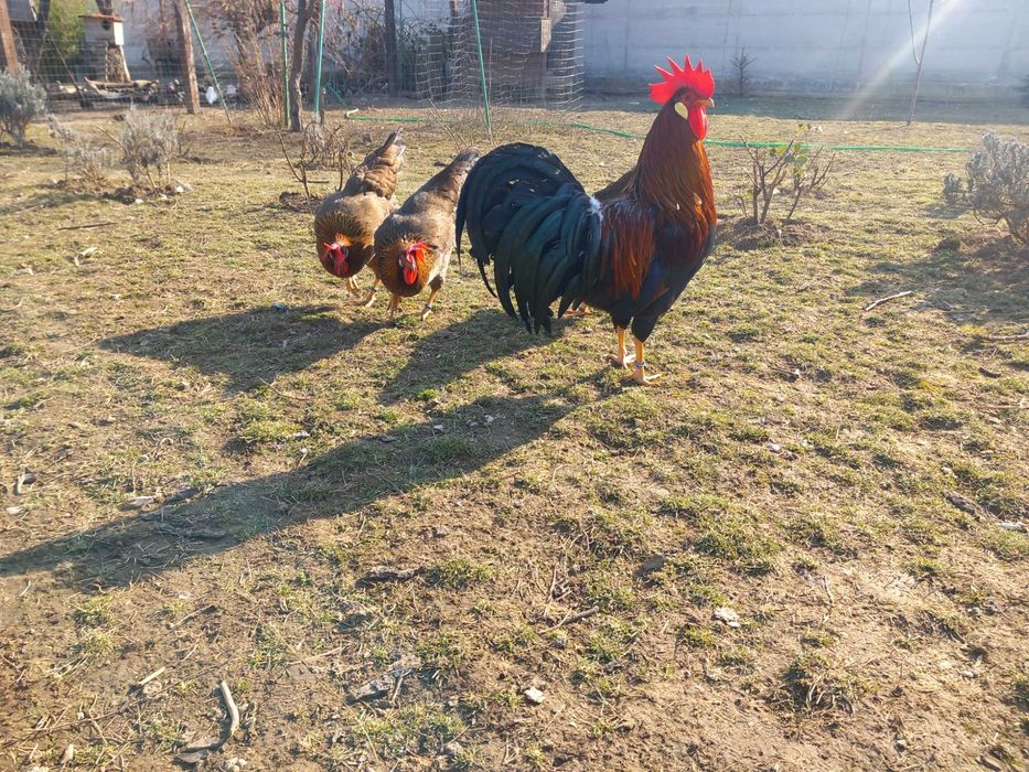 De vanzare Gaini Italiene