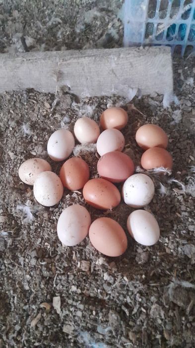 Домашние яйца по 70 тенге