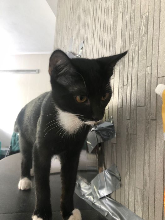 Donez pisici vaccinate