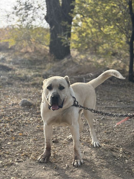 Алабай ит сатылады