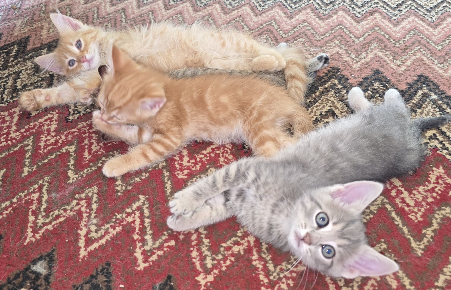 Прекрасни  котета, отглеждани с любов!