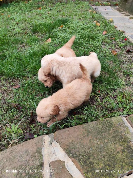 Голдън Ретривър..