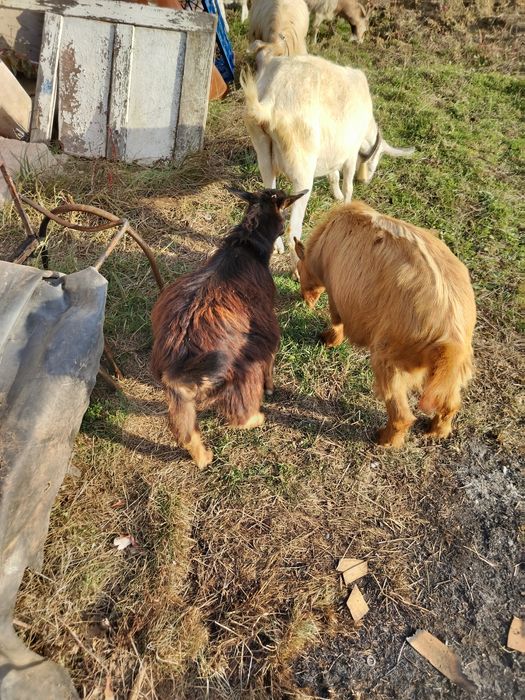 Vând țap bun și de ținut sau.de tăiat