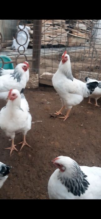 Сатылады Адлер кораз тек