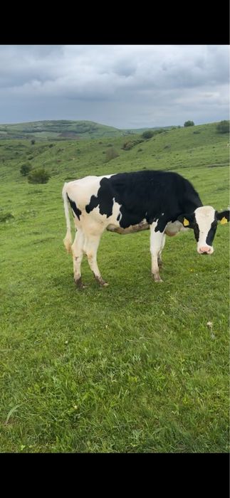 Vand junici holstain gestante