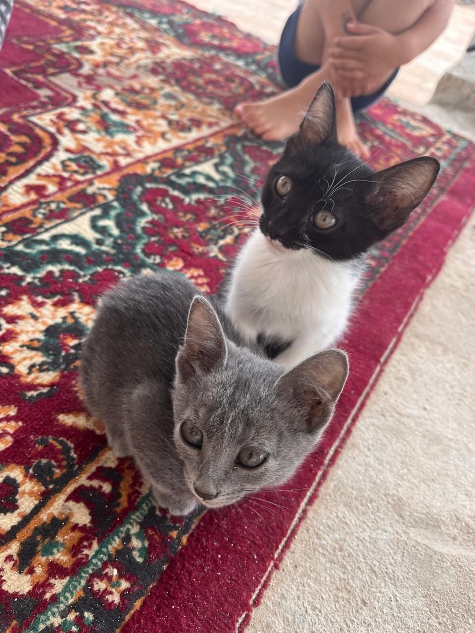 Котенки. Маргаулар.