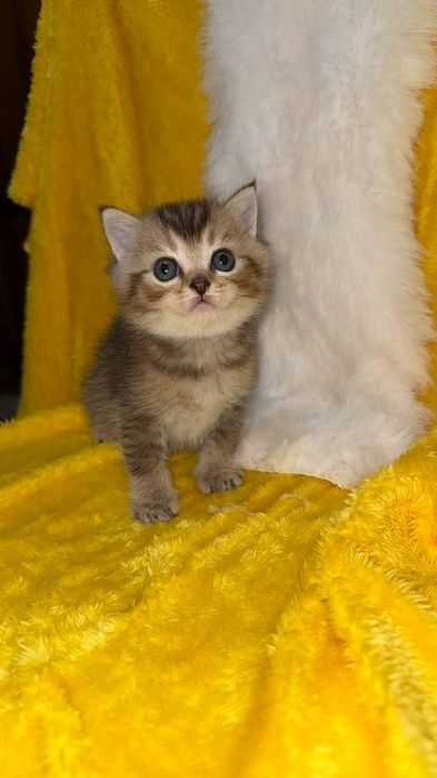 Золотая шиншилла мальчик