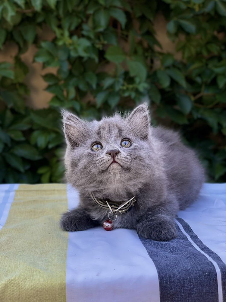 Mushuk (кот) sotiladi