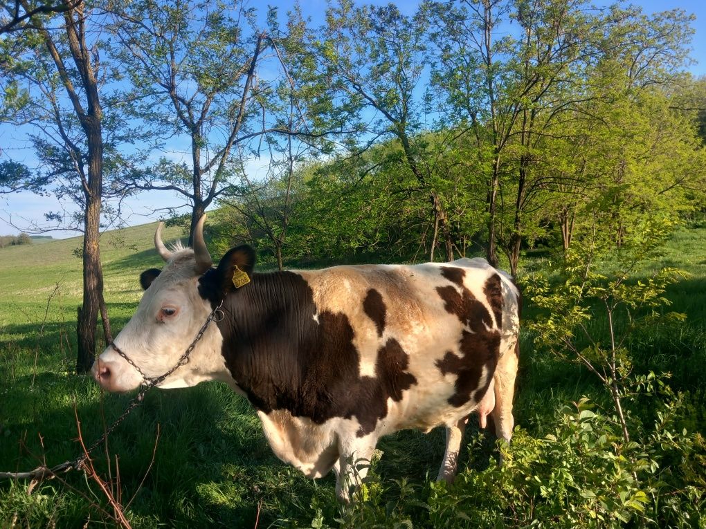 Vând  vacă bălțată românească