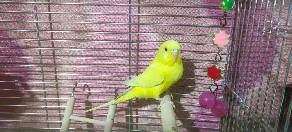 Волнистые попугаи