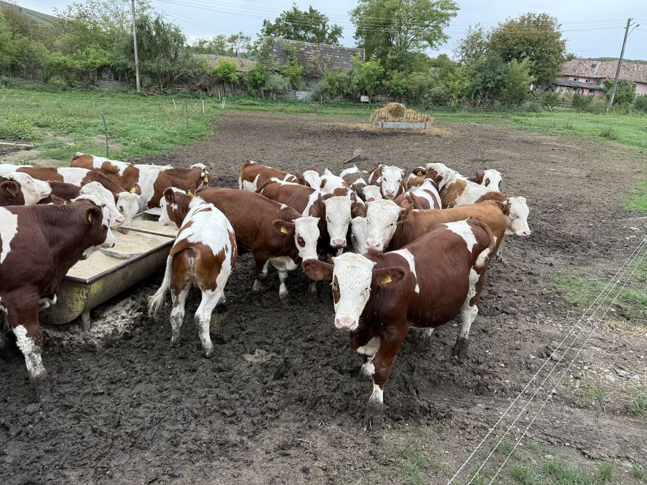 Vand Vitei 25lei/kg