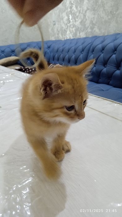 Mushuk aqilli o'ğil mushuk