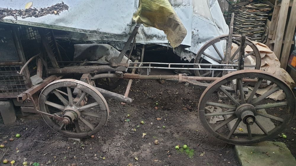 Car de boi 100% autentic