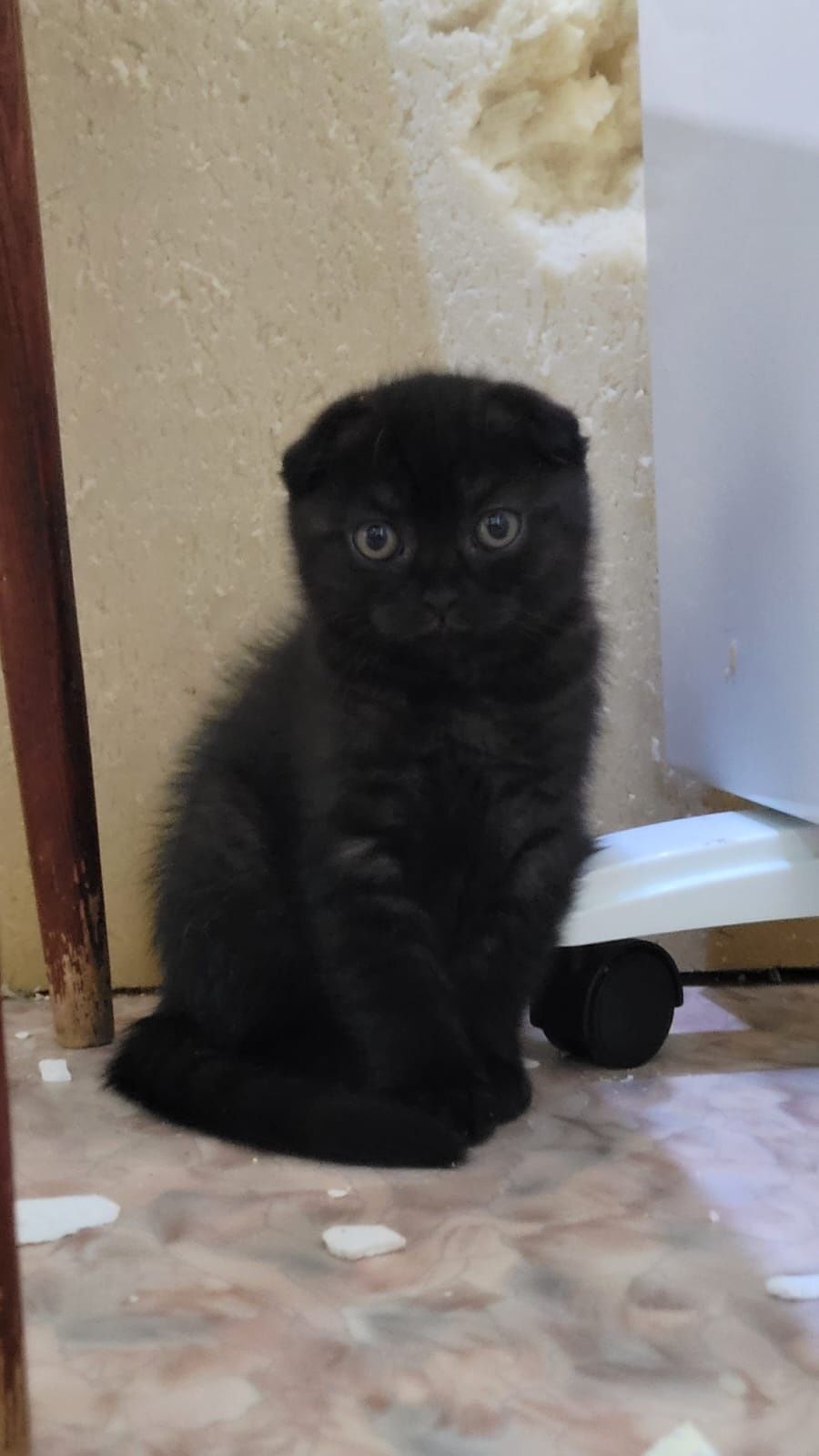 Продам котёнка девочку