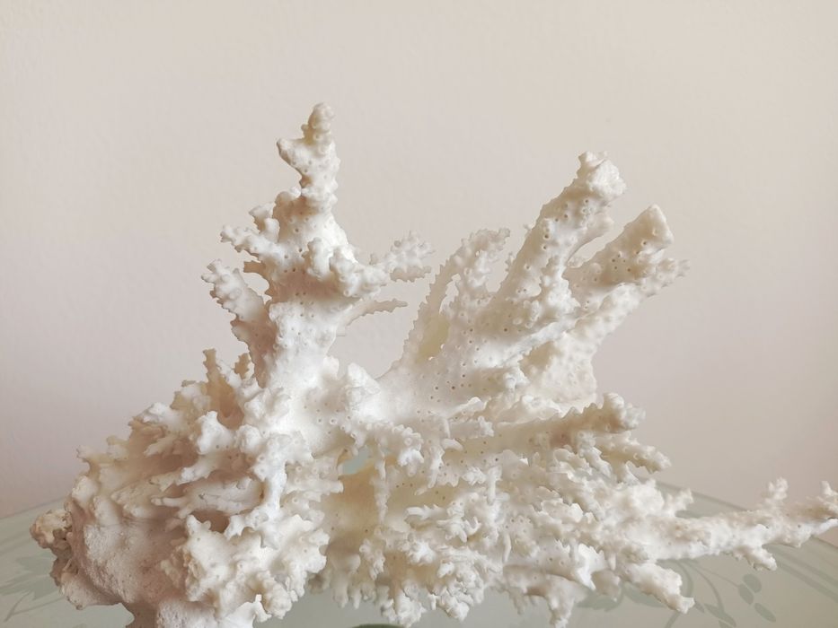 Продам настоящий Кубинский коралл