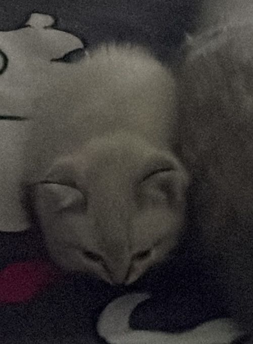 Отдам котенка мальчик