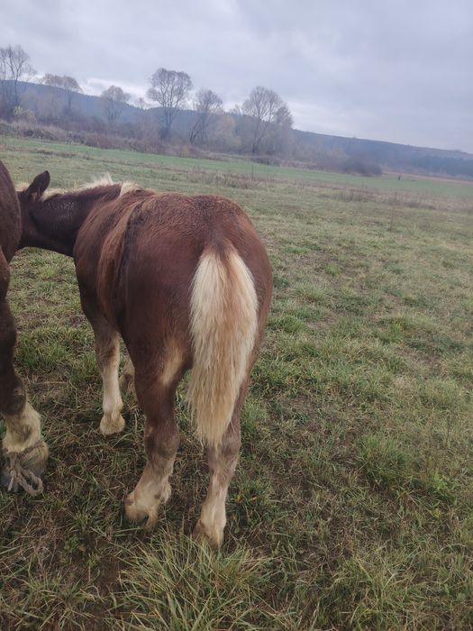 Vând un mânz de 6 luni