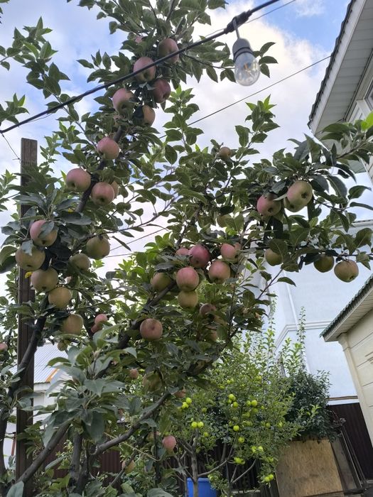 Обрезка деревьев