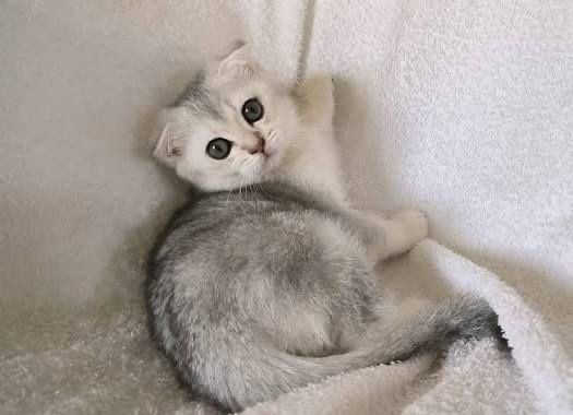 Шотландская серебристая шиншилла