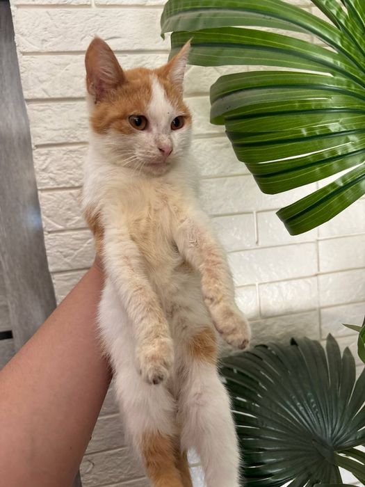 Котята в хорошие добрые руки