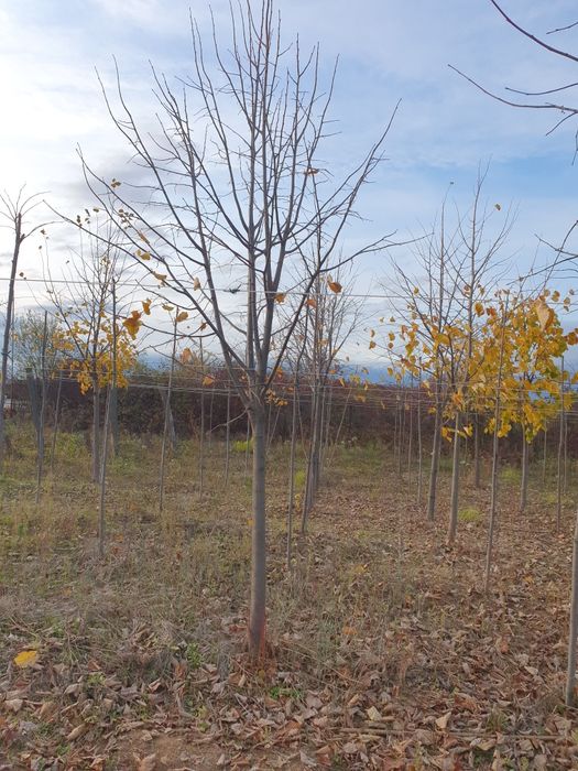 Copacii ornamentali Platani - Tei - Mestecan alb -  Artar