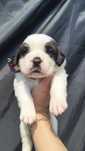 Femela de Saint Bernard cu pedigree