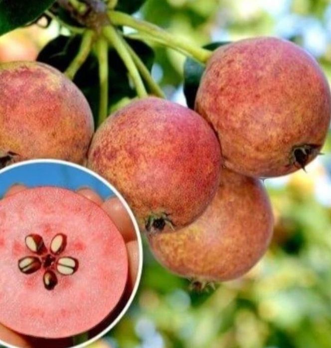 Par Busuioace cu Miez Rosu