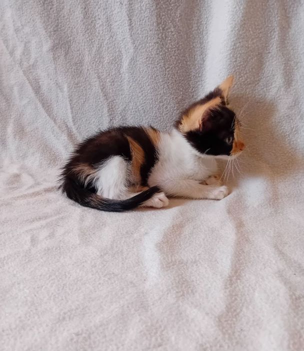 Подарявам котенца