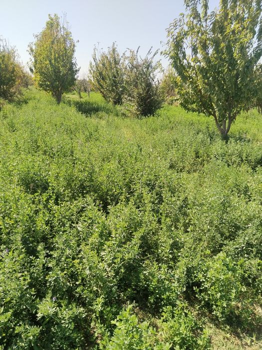 Беда ути  3.3 гектар жойга уриб олишга