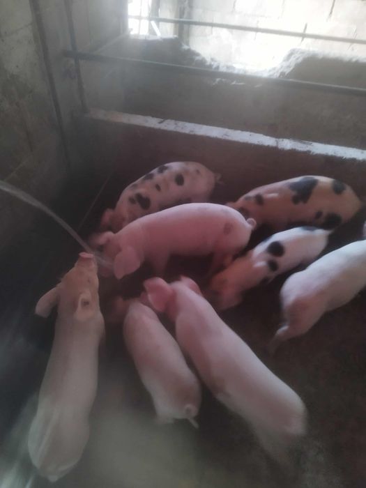 Продавам малки прасета