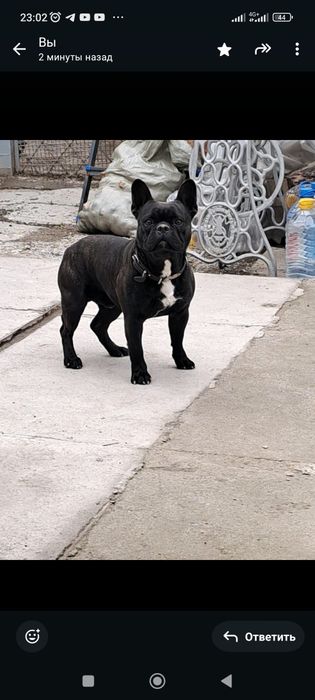 Французский бульдог ищет подругу для вязки .