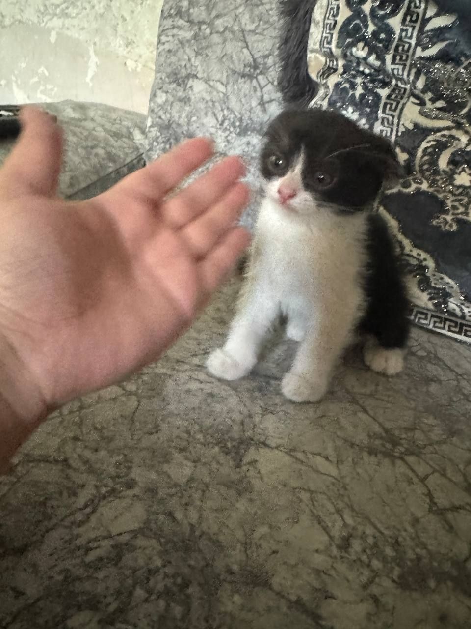 Вислоухие котята 300000