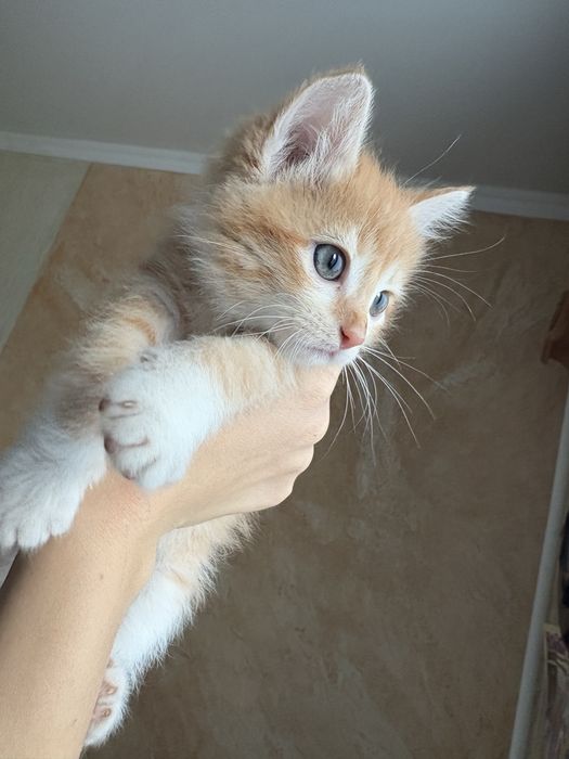 Отдам котенка в добрые руки