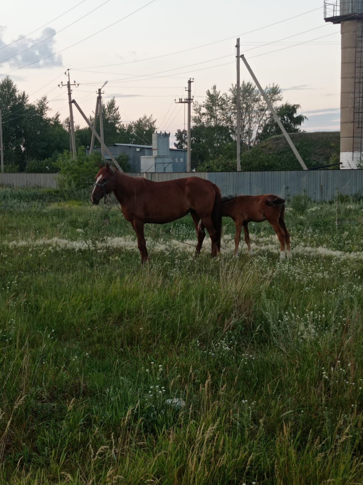 Продам кобылу с жеребенком