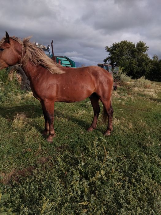 Продам 3 года обучен спокоен