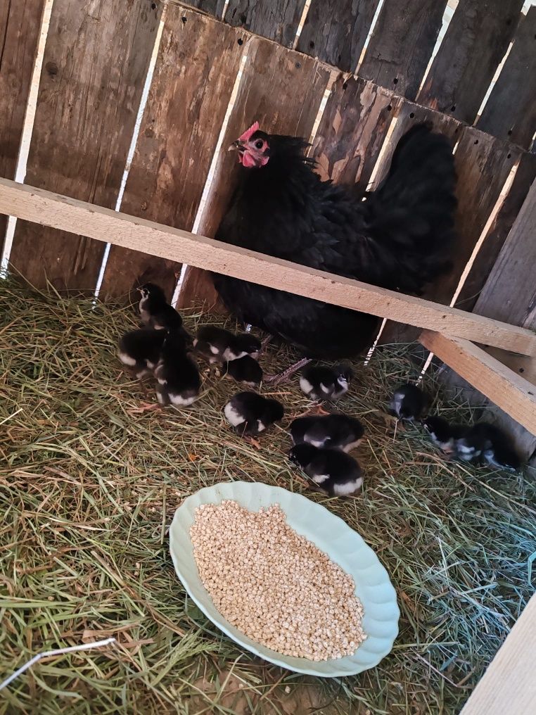 Găină Australorp cu 13 pui