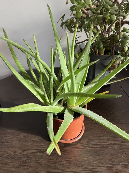 Продам комнатное растение Алое